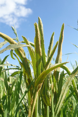 Puccinia sii-falcariae