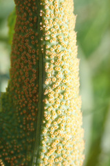 Puccinia sii-falcariae