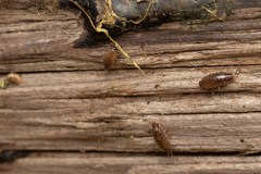 Chaetophiloscia elongata