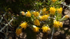 Tetradymia spinosa