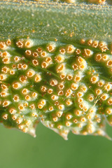 Puccinia sii-falcariae