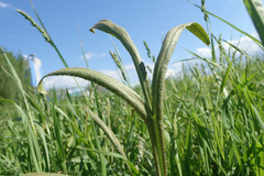 Puccinia sii-falcariae