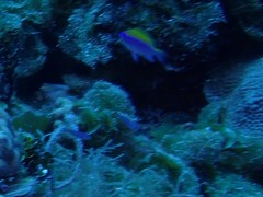 Chromis insolata