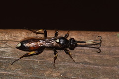 Ichneumon suspiciosus