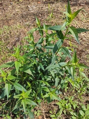 Buddleja lindleyana