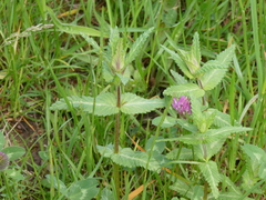 Rhinanthus alectorolophus