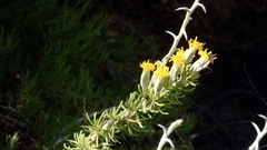 Tetradymia spinosa