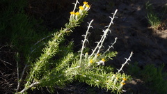 Tetradymia spinosa