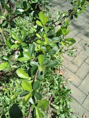 Pyracantha fortuneana