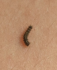 Lymantria dispar
