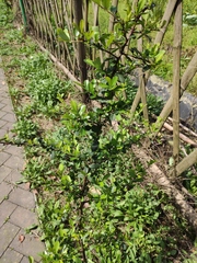 Pyracantha fortuneana