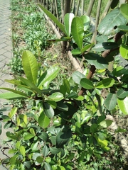 Pyracantha fortuneana