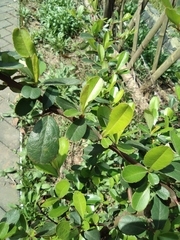 Pyracantha fortuneana