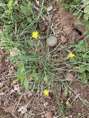 Scorzonera laciniata