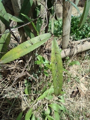Zanthoxylum armatum
