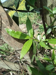 Zanthoxylum armatum