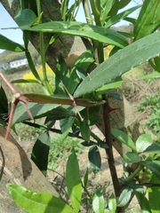 Zanthoxylum armatum