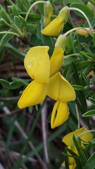 Cytisus emeriflorus