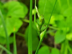 Carex phyllostachys