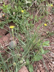 Scorzonera laciniata