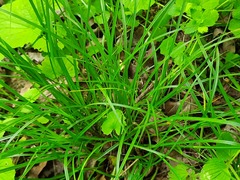Carex phyllostachys