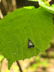 Rhamphomyia marginata