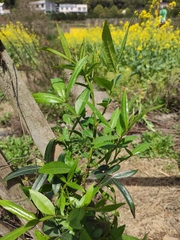 Zanthoxylum armatum