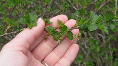 Ribes rotundifolium