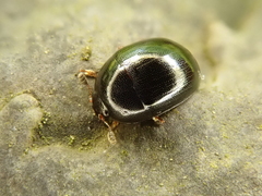 Cyllodes ater
