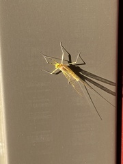 Stenacron interpunctatum interpunctatum