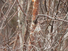 Melospiza melodia image
