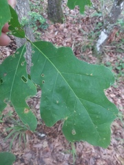 Quercus austrina