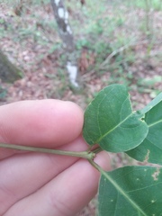 Quercus austrina