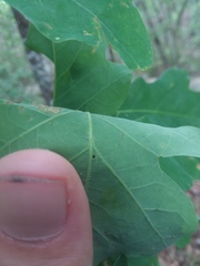 Quercus austrina