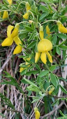 Cytisus emeriflorus