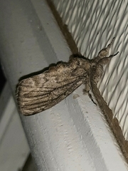 Peridea basitriens