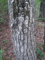 Quercus austrina