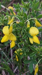 Cytisus emeriflorus