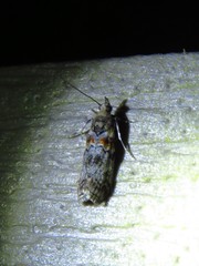 Dioryctria pygmaeella