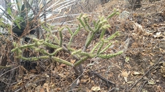 Opuntia pumila