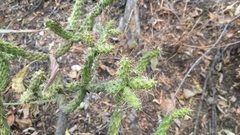 Opuntia pumila