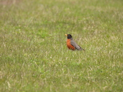 Turdus migratorius image