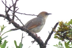 Cisticola cantans