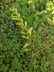 Corydalis pallida