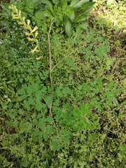 Corydalis pallida