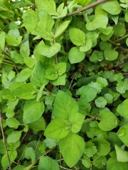 Lysimachia christinae