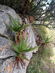 Aloiampelos commixta