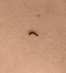 Lymantria dispar