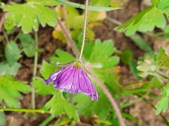 Geranium albanum