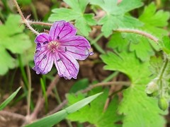Geranium albanum